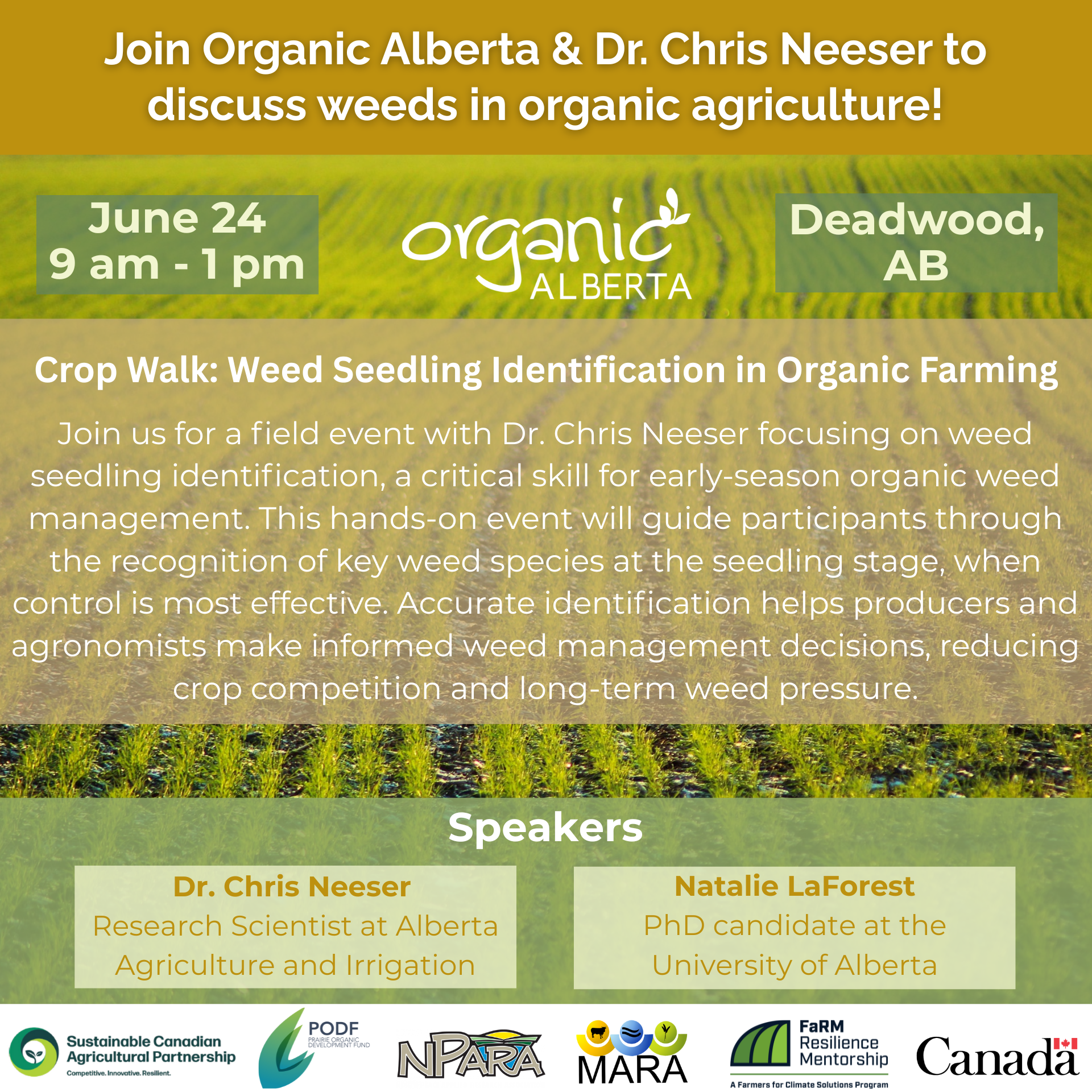 Deadwood Crop Walk: Weed Seedling Identification in Organic Farming