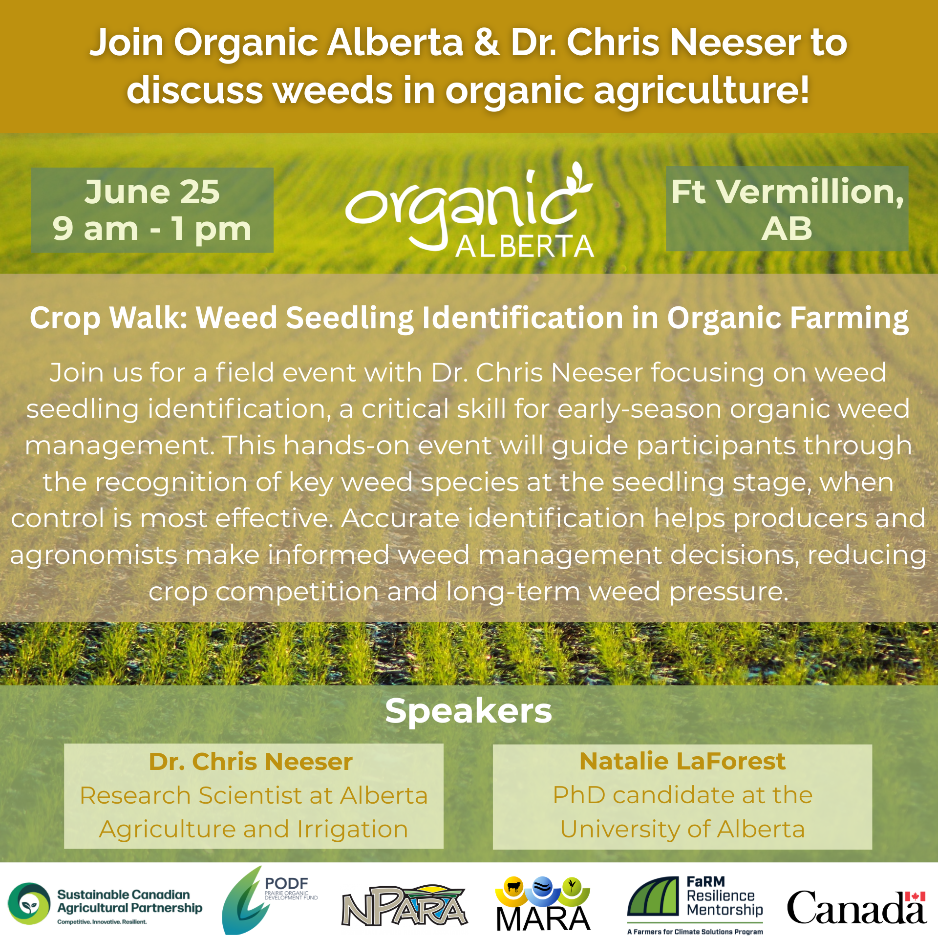 Ft Vermillion Crop Walk: Weed Seedling Identification in Organic Farming