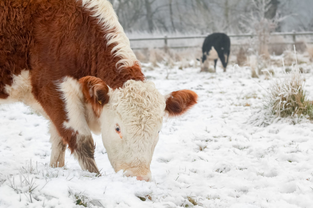 Do Animals Wear Winter Coats?