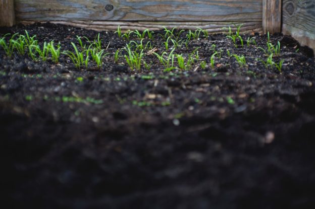 maintaining nitrogen rich soil in organic farming