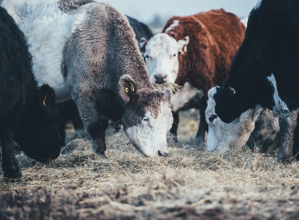 How Organic Farmers in Alberta Feed Their Livestock