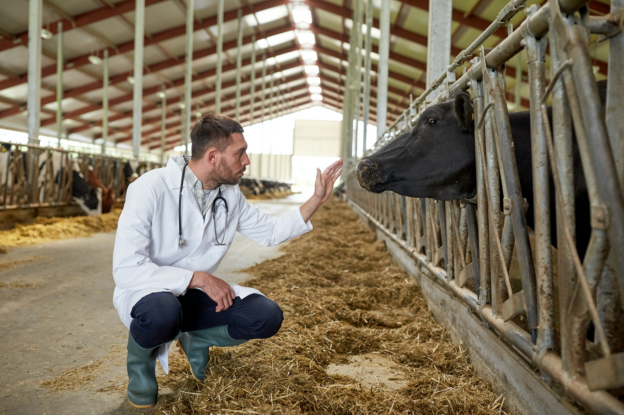 veterinarian-with-cows-in-cowshed-on-dairy-farm-P5W32CV (1)