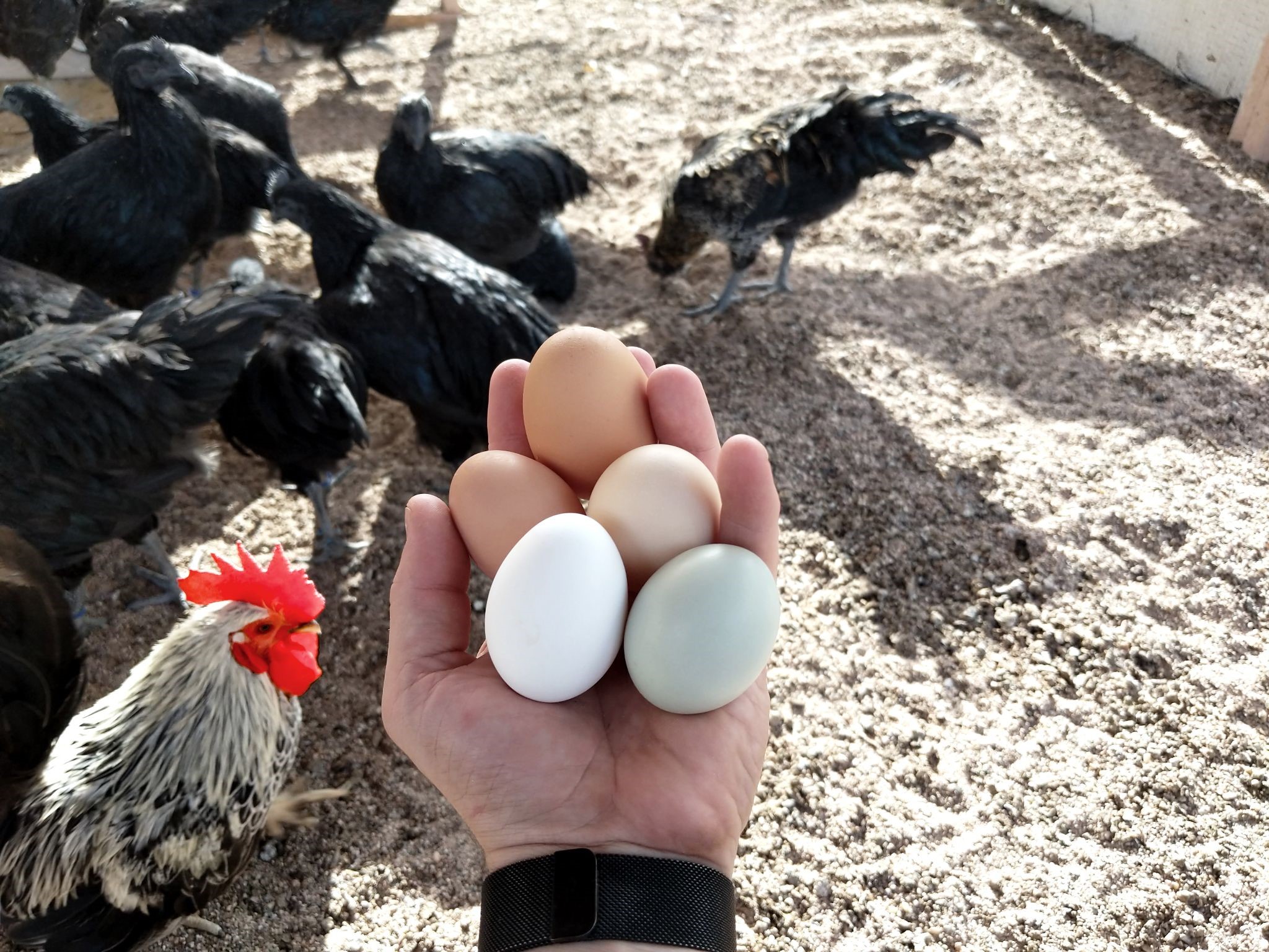 From the Hen House to Your Plate | Organic Alberta