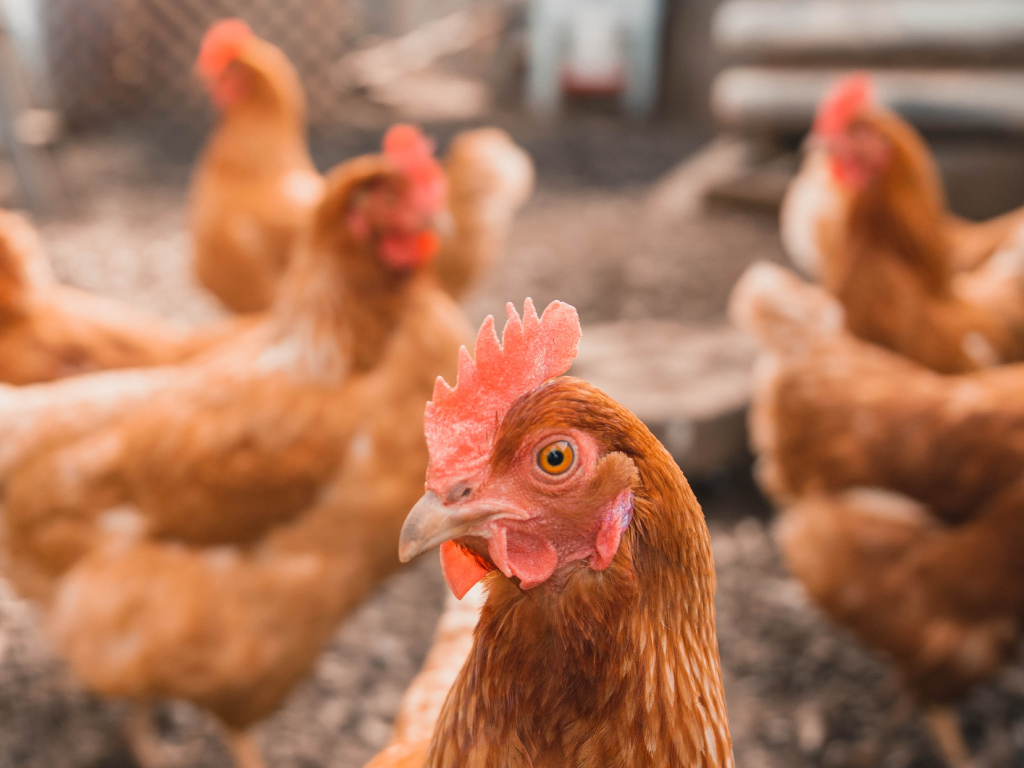 What the Hen? The Difference Between Broilers & Laying Hens